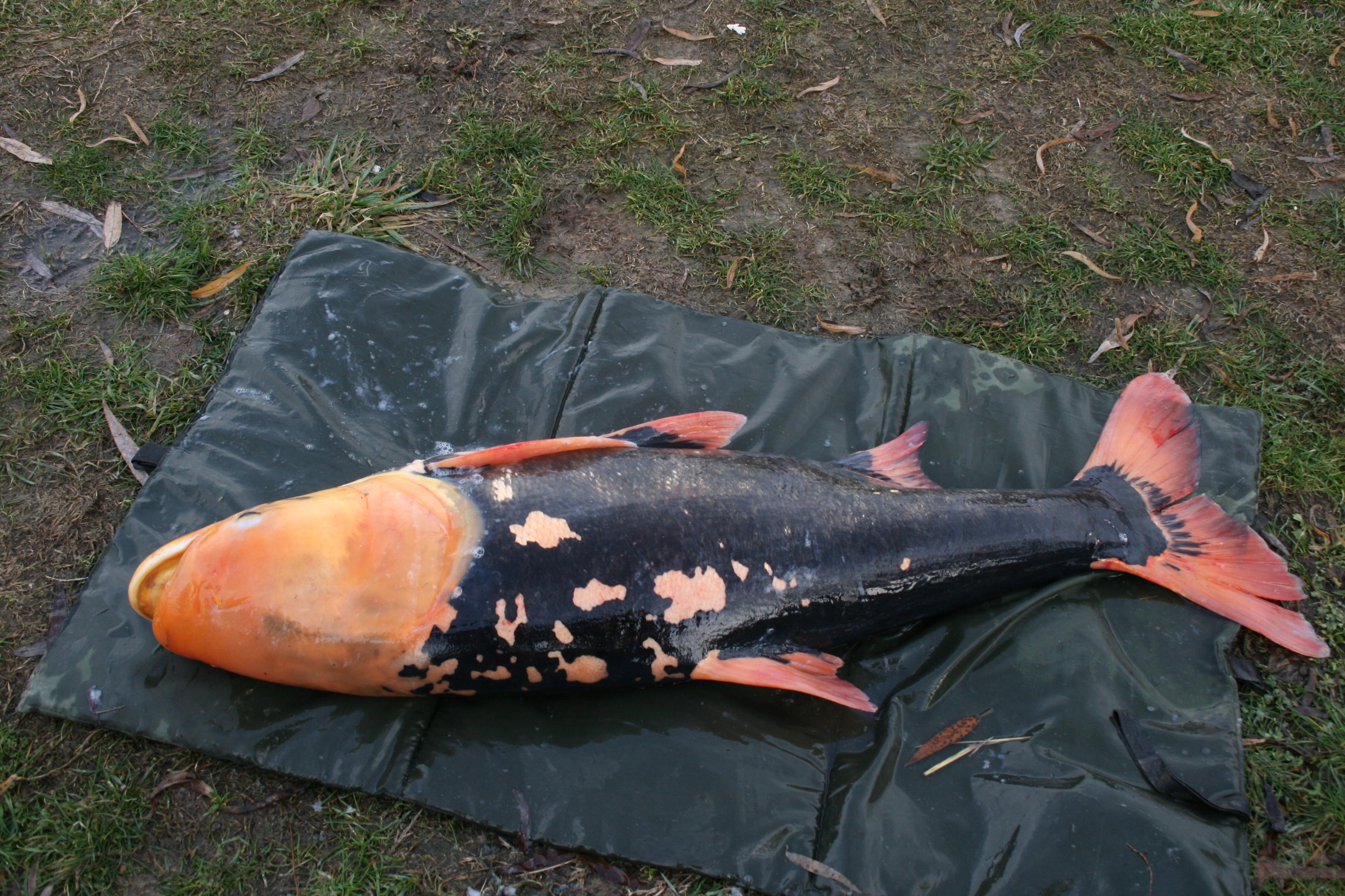 Un Extraterestru pe Floarea Popestiului  - Pescar: Catalin Nastase